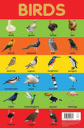 Birds Early Learning Educational Wall Chart | Beetle Bookshop