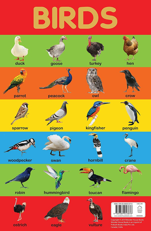 Birds Early Learning Educational Wall Chart | Beetle Bookshop